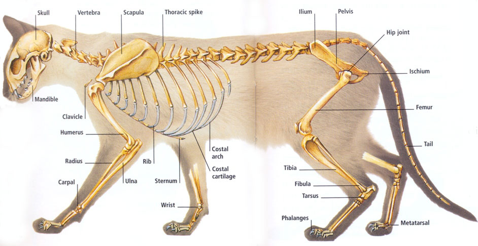 Анатомия собак и кошек